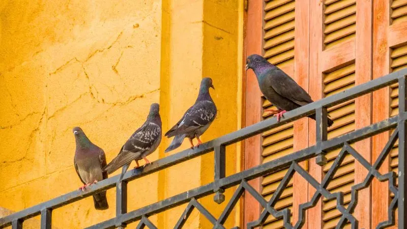 Balcon urbain avec rambarde et plantes vertes sans pigeons