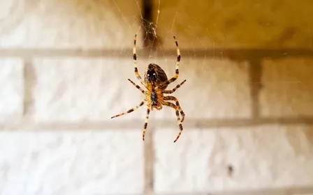 Grande araignée de maison sur un mur clair près d'un cadre de porte
