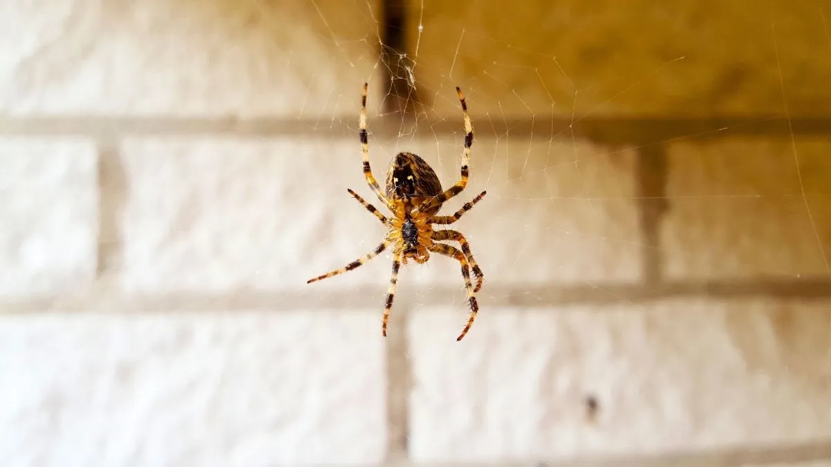 Grande araignée de maison sur un mur clair près d'un cadre de porte