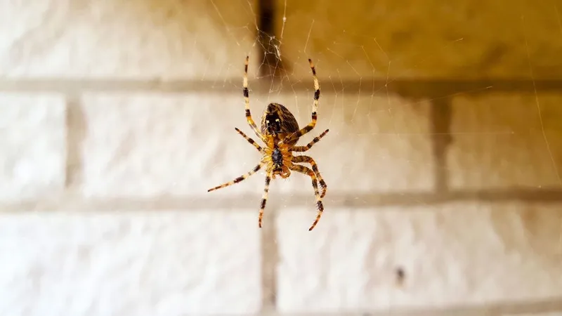 Grande araignée de maison sur un mur clair près d'un cadre de porte