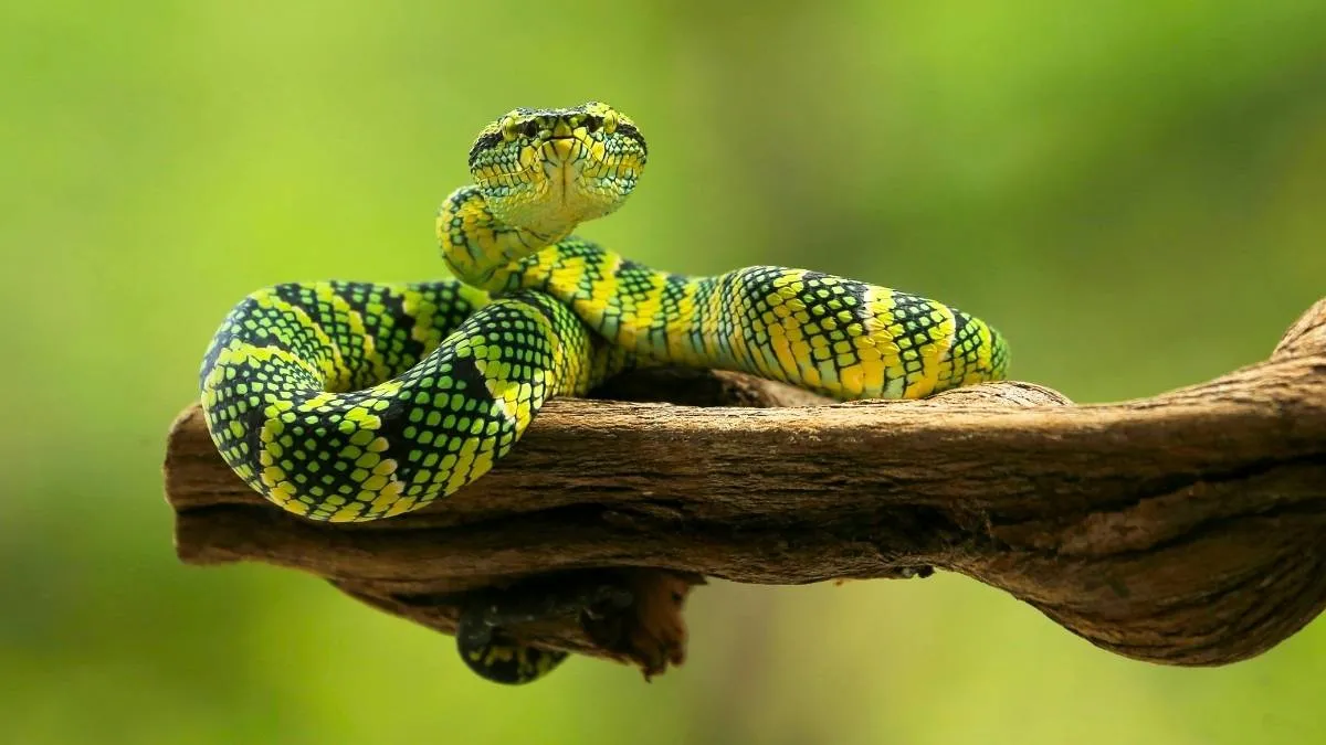 Serpent ondulant au bord d'une bordure de jardin avec herbe et galets