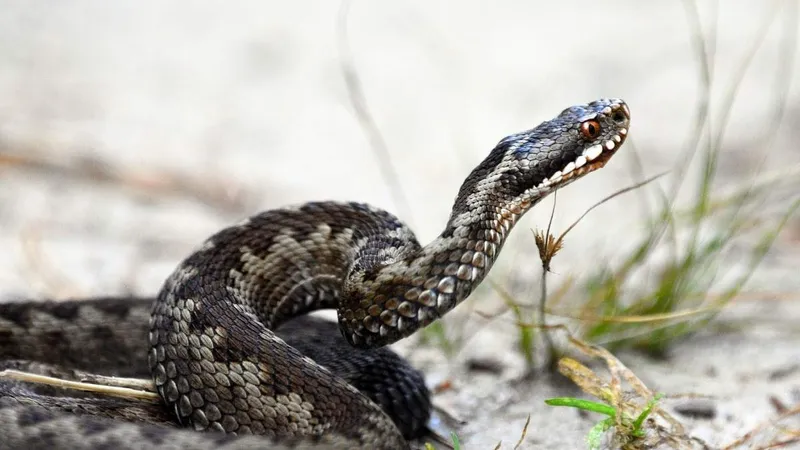 Tête de serpent au repos vue de profil sur un tapis de feuilles