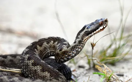 Tête de serpent au repos vue de profil sur un tapis de feuilles