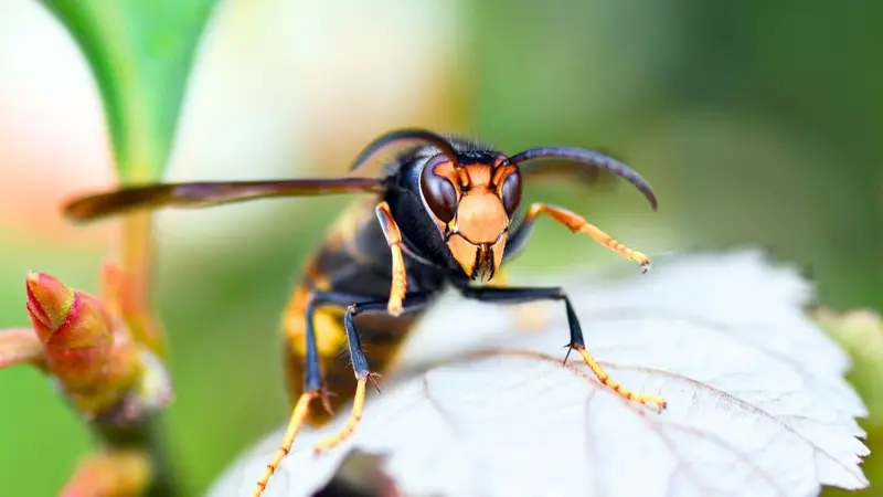 Nid de frelons asiatiques en hauteur dans un arbre