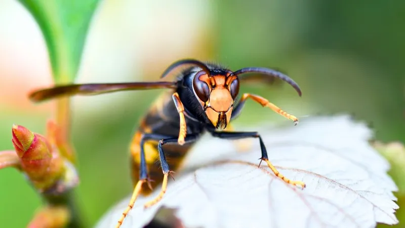Nid de frelons asiatiques en hauteur dans un arbre
