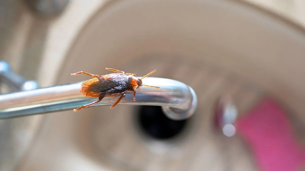 Cafard blatte germanique vu de près sur sol carrelé de cuisine
