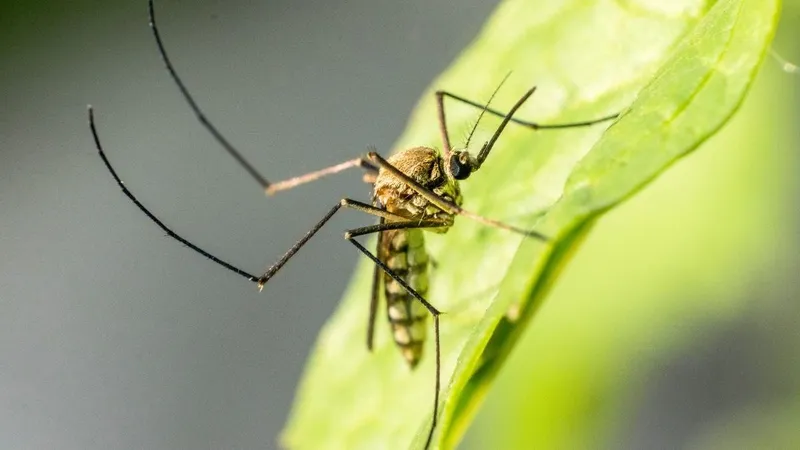 Moustique tigre posé sur une feuille verte en gros plan