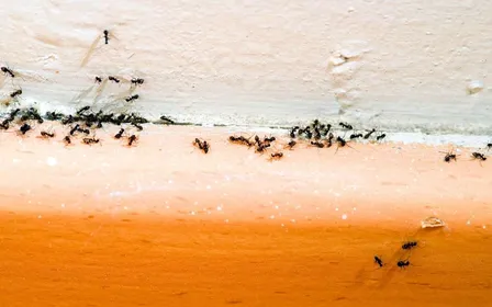File de fourmis longeant une plinthe blanche dans une cuisine