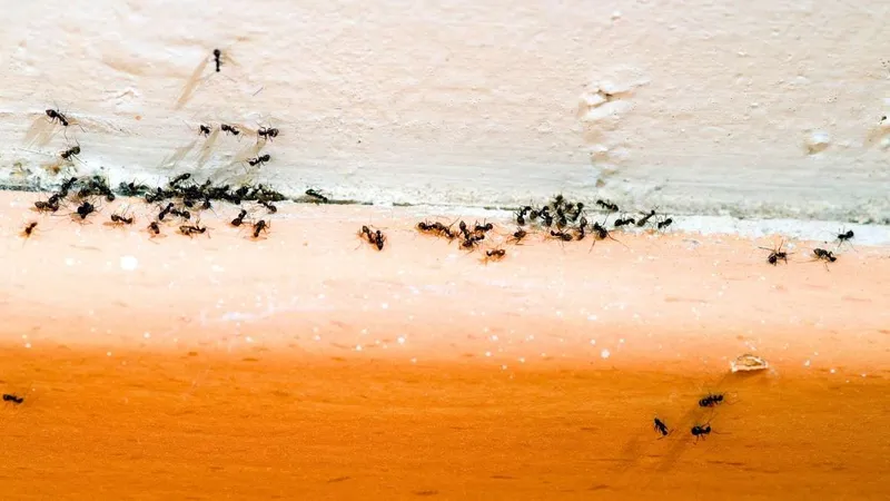 File de fourmis longeant une plinthe blanche dans une cuisine