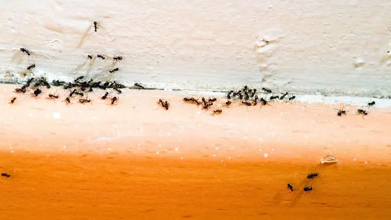 File de fourmis longeant une plinthe blanche dans une cuisine