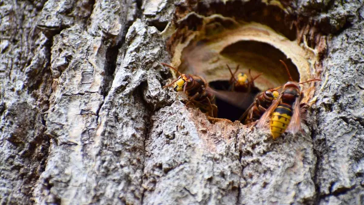Nid de frelons asiatiques perché dans un grand arbre sous ciel d'été