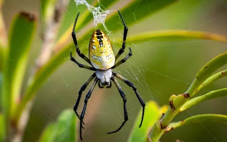 Pierre sèche provençale dans un jardin méditerranéen sous soleil d'été