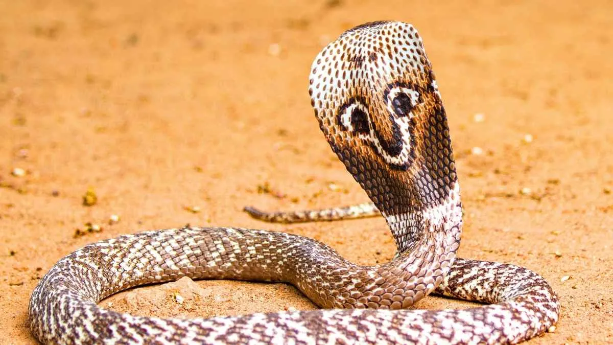 Cobra à lunettes en posture défensive avec capuchon déployé dans son habitat naturel