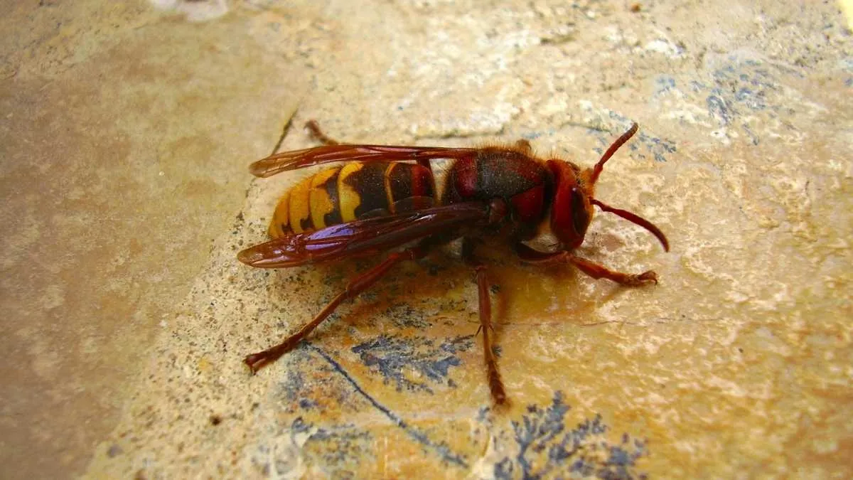 Frelon asiatique posé sur une branche au printemps avec arrière-plan flou de jardin verdoyant
