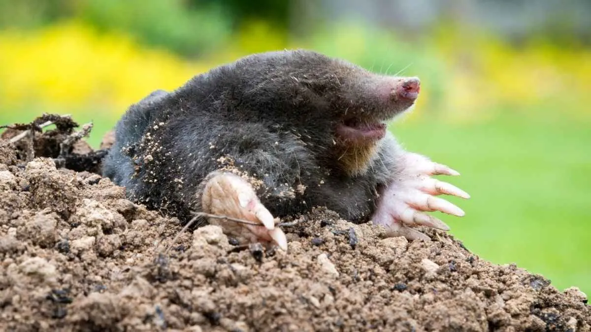 Mulot brun caché entre des jeunes pousses de salade dans un carré potager au printemps