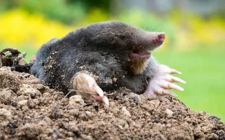 Mulot brun caché entre des jeunes pousses de salade dans un carré potager au printemps