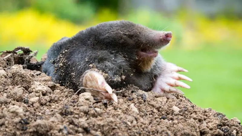 Mulot brun caché entre des jeunes pousses de salade dans un carré potager au printemps