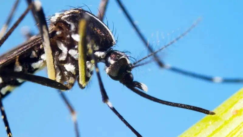 Moustique tigre Aedes albopictus posé sur une feuille verte avec rayures noires et blanches caractéristiques