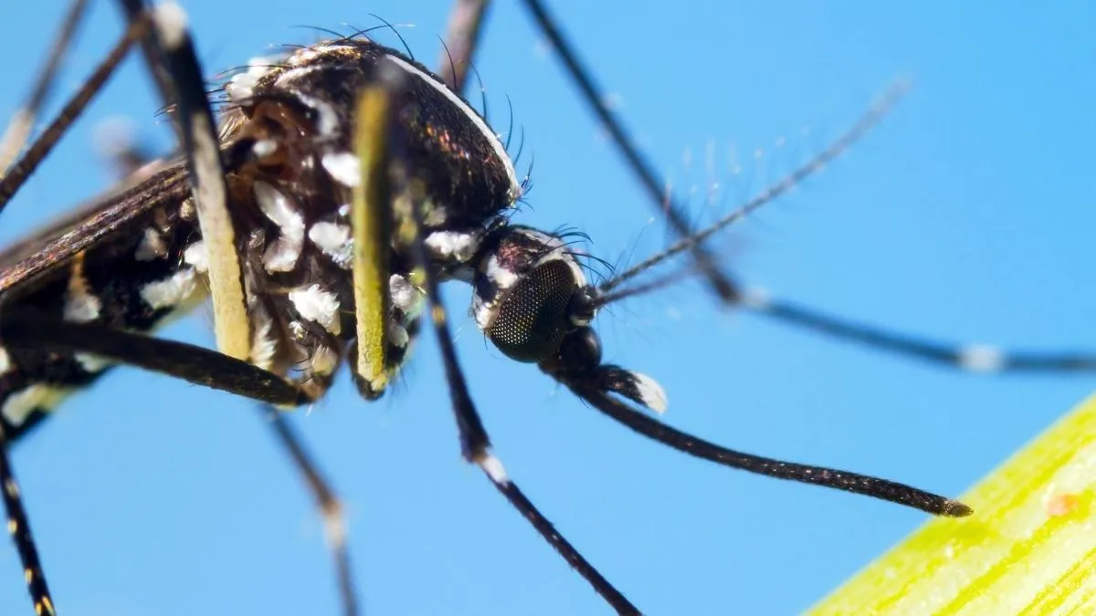 Moustique tigre Aedes albopictus posé sur une feuille verte avec rayures noires et blanches caractéristiques