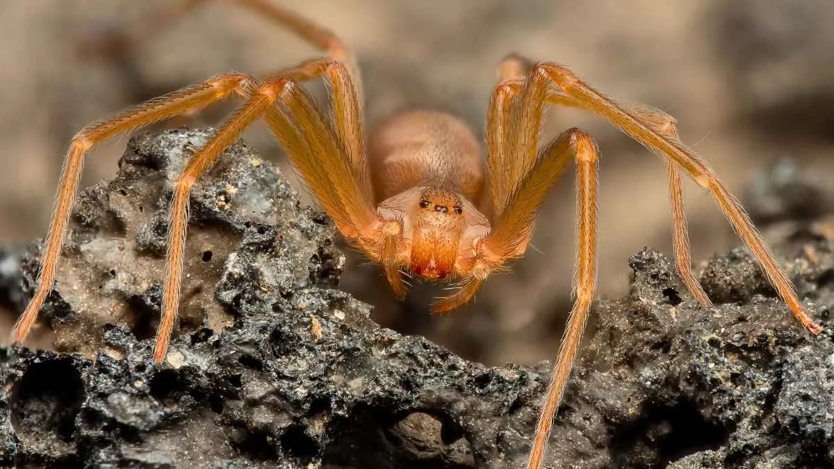 Recluse brune posée sur un mur clair en gros plan avec tache caractéristique en forme de violon sur le céphalothorax