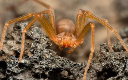 Recluse brune posée sur un mur clair en gros plan avec tache caractéristique en forme de violon sur le céphalothorax