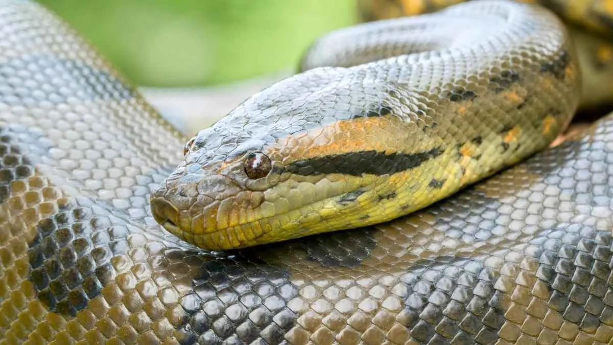 Couleuvre verte et jaune ondulant dans l'herbe d'un jardin français avec écailles brillantes en plein soleil