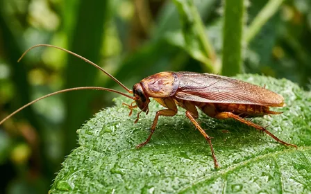 Gros plan macro d'une grande blatte américaine Periplaneta americana brun-rougeâtre posée sur une feuille tropicale verte dans un environnement humide