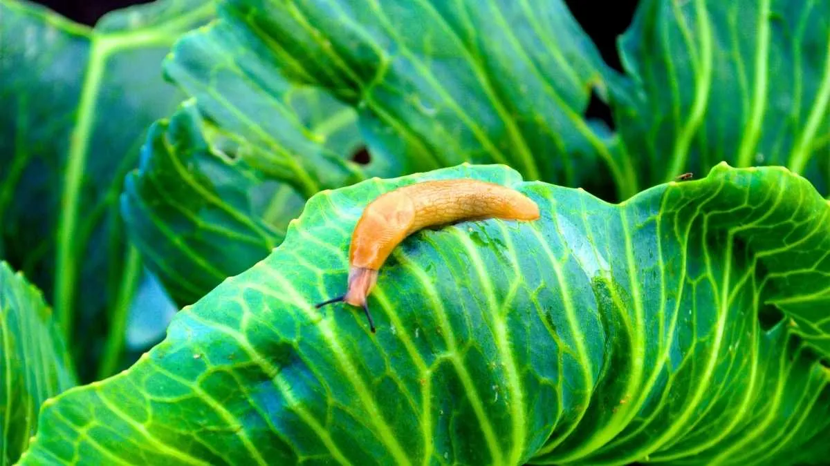 Bac potager surélevé avec ruban en cuivre adhésif collé autour des bords pour empêcher les limaces d'atteindre les salades