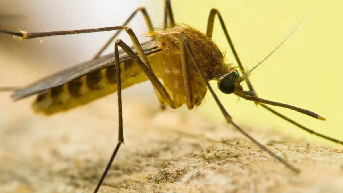 Moustique Culex pipiens posé sur la peau humaine en gros plan avec ses ailes étroites caractéristiques