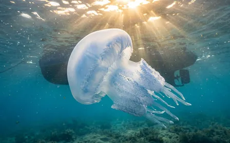 Méduse rhizostome translucide flottant dans l'eau claire d'un bassin atlantique, vue subaquatique en plongée avec lumière dorée filtrant à la surface