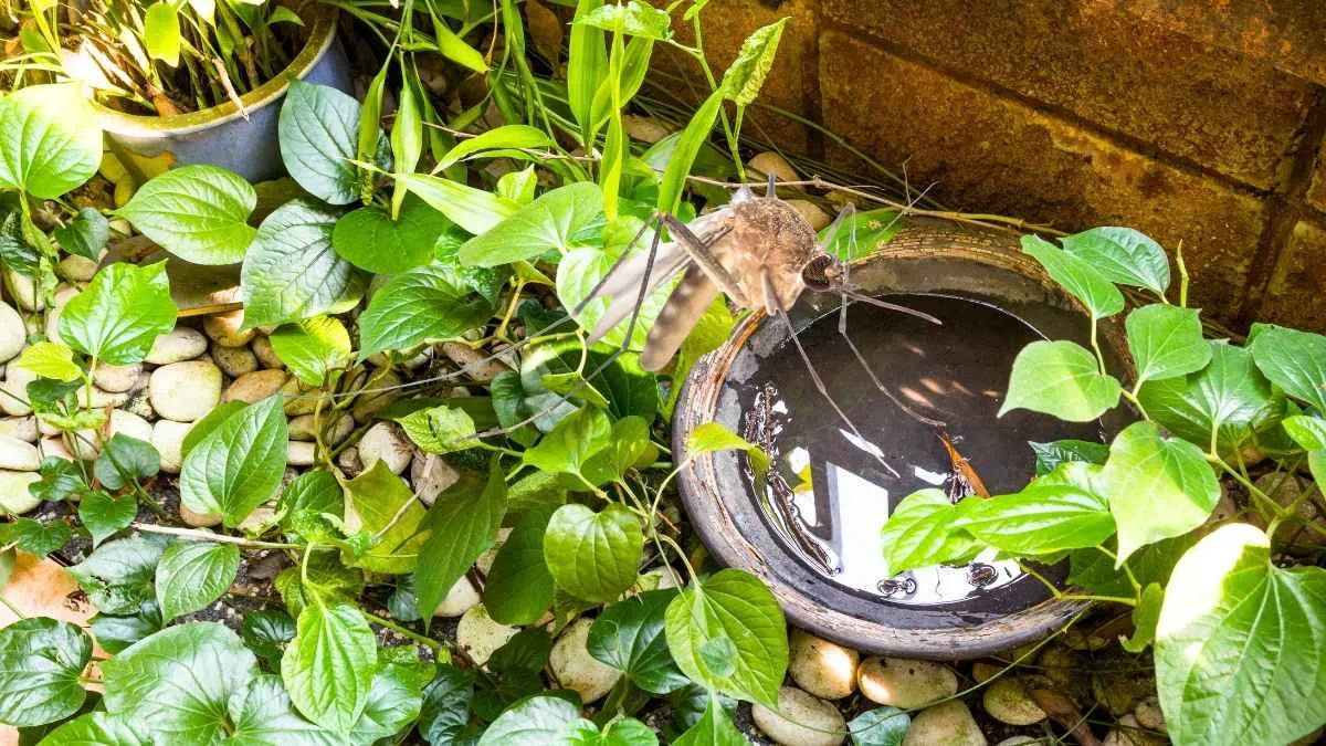 Terrasse niçoise avec vue mer et palmiers en arrière-plan évoquant l'été azuréen et la lutte anti-moustique tigre