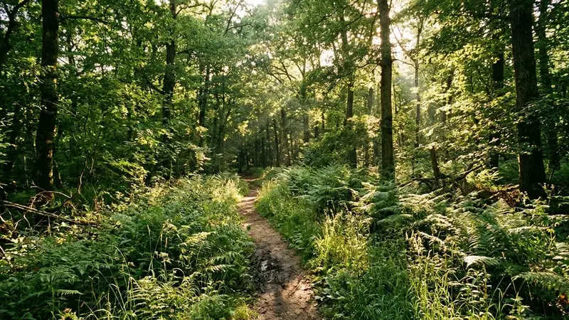 Sous-bois français en été avec fougères, hautes herbes et lumière filtrant à travers les feuillages d'un chemin forestier peu fréquenté, ambiance de balade en forêt tempérée