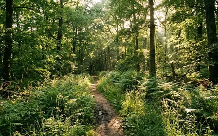 Sous-bois français en été avec fougères, hautes herbes et lumière filtrant à travers les feuillages d'un chemin forestier peu fréquenté, ambiance de balade en forêt tempérée