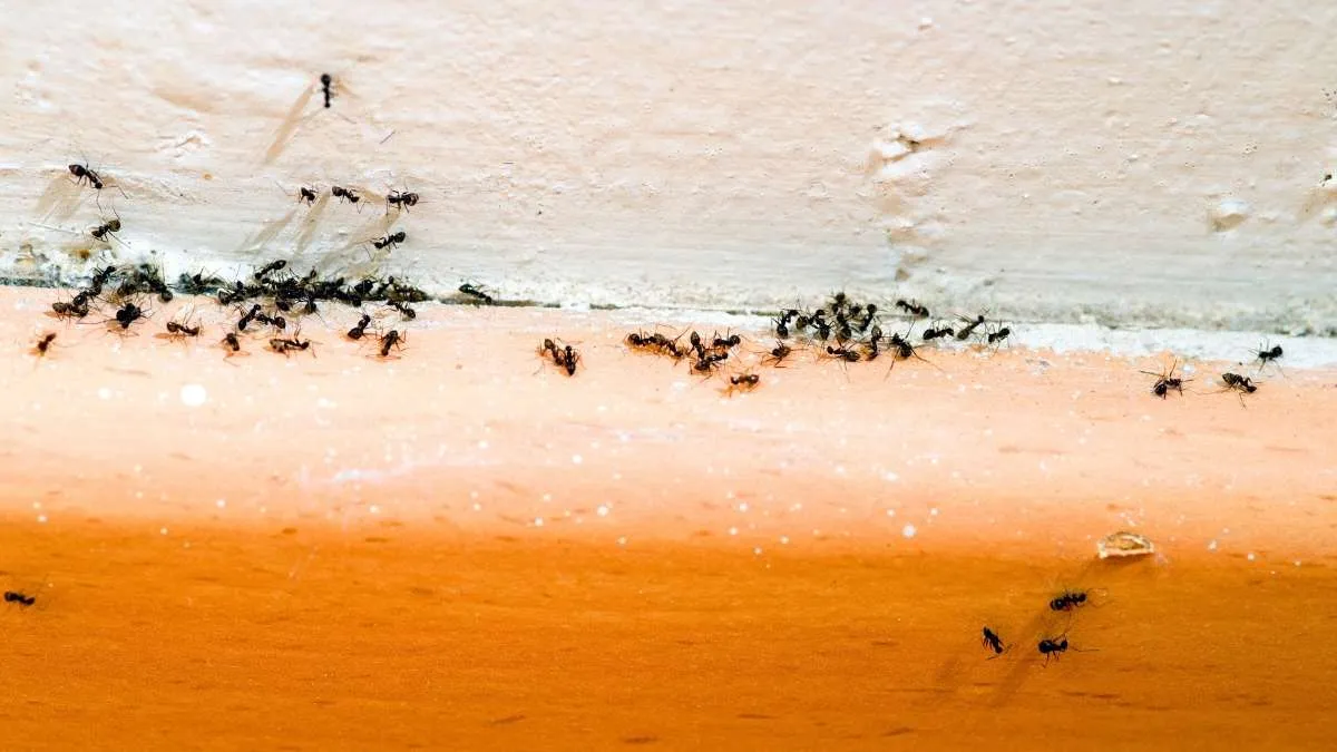 Bouquet de sauge fraîche posé sur un plan de travail de cuisine avec une colonne de fourmis en arrière-plan flou
