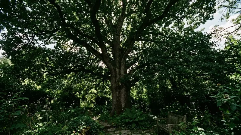 Grand chêne français en été avec frondaisons denses vues en contre-plongée depuis un jardin, lumière filtrant à travers les feuilles vert foncé, ambiance calme et menaçante de canopée épaisse