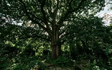 Grand chêne français en été avec frondaisons denses vues en contre-plongée depuis un jardin, lumière filtrant à travers les feuilles vert foncé, ambiance calme et menaçante de canopée épaisse