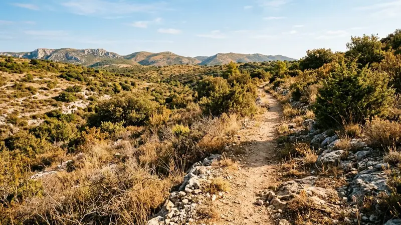 Sentier de randonnée français en garrigue avec herbes sèches, pierres calcaires et lumière chaude de fin de matinée d'été, sans humain ni animal visible, ambiance de balade méditerranéenne