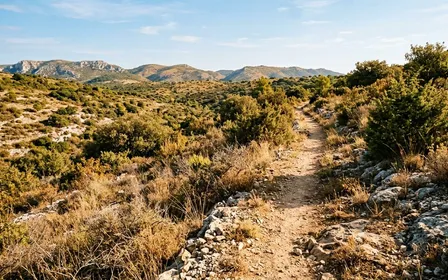 Sentier de randonnée français en garrigue avec herbes sèches, pierres calcaires et lumière chaude de fin de matinée d'été, sans humain ni animal visible, ambiance de balade méditerranéenne