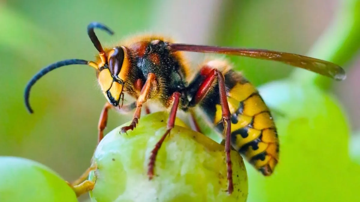 Piège sélectif à phéromone suspendu à un arbre dans un jardin de banlieue avec frelons asiatiques fondatrices capturés à l'intérieur