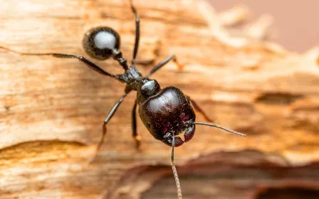 Vue rapprochée d'une colonne de fourmis Lasius niger sur un plan de travail de cuisine avec un appât gel posé à côté