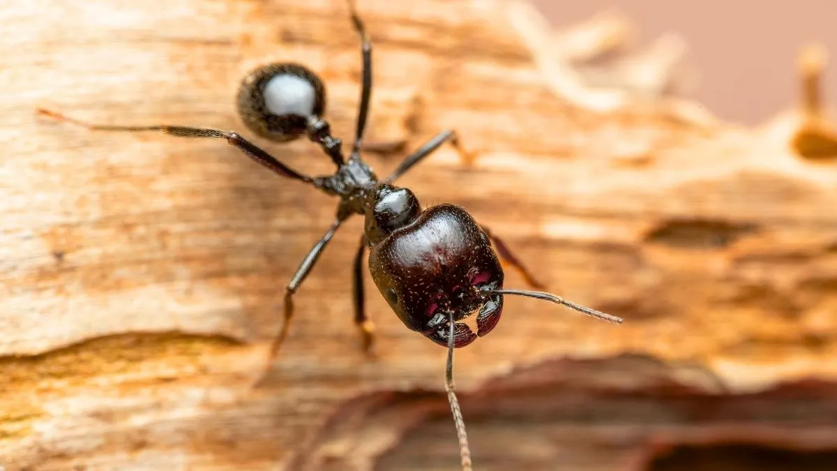 Vue rapprochée d'une colonne de fourmis Lasius niger sur un plan de travail de cuisine avec un appât gel posé à côté