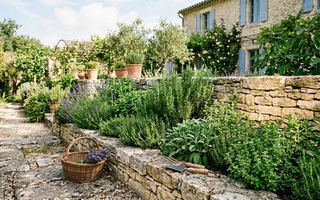 Coin de jardin français en été avec un massif de plantes aromatiques vertes et un muret de pierre calcaire chauffé par le soleil, ambiance méditerranéenne sans animal visible, lumière tamisée de fin de matinée