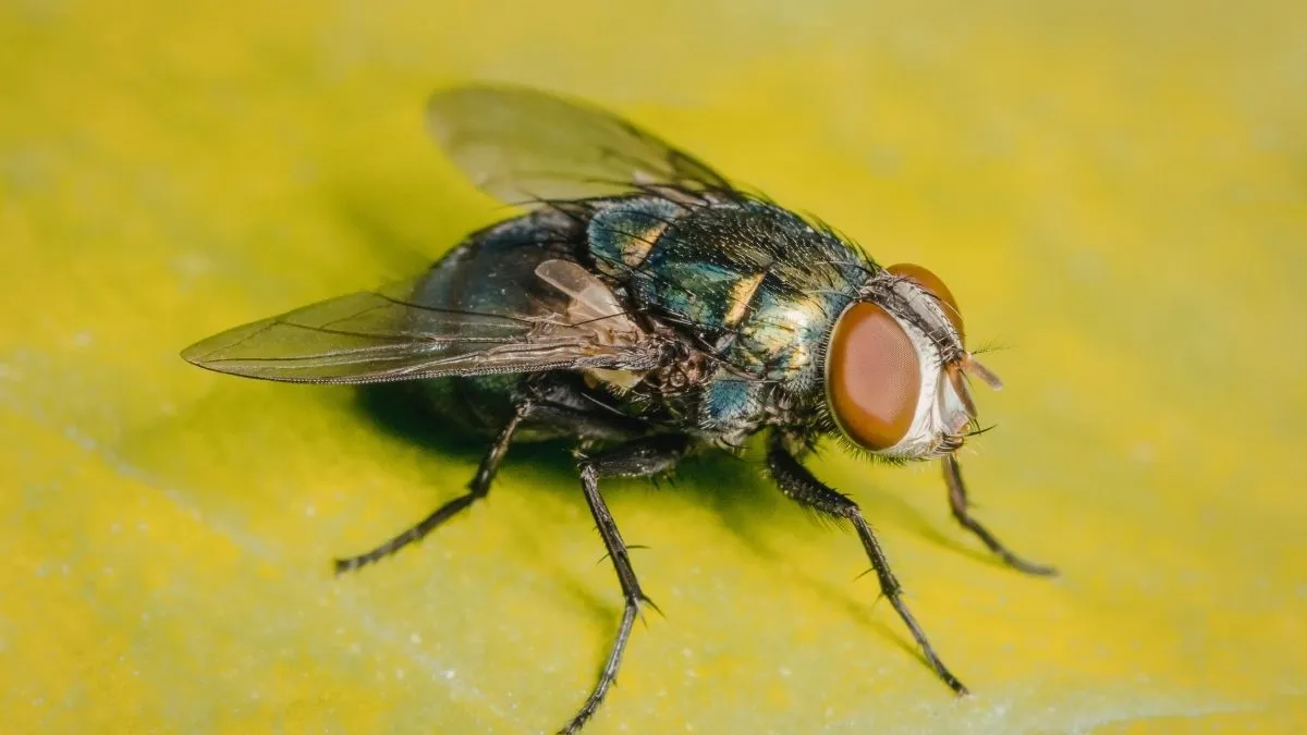 Cuisine de maison ensoleillée avec mouche domestique posée sur le rebord d'une fenêtre ouverte donnant sur un jardin verdoyant