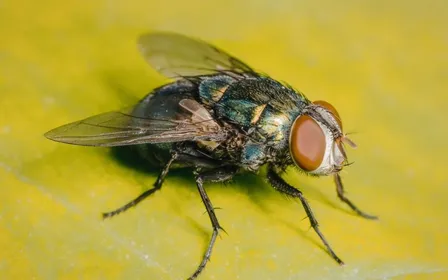 Cuisine de maison ensoleillée avec mouche domestique posée sur le rebord d'une fenêtre ouverte donnant sur un jardin verdoyant