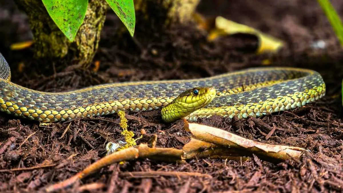 Couleuvre verte et jaune qui s'éloigne d'une terrasse de maison à travers une pelouse verte vers une haie en arrière-plan