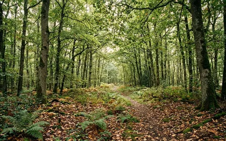 Sous-bois français de fin d'été avec sol couvert de feuilles mortes et fougères basses, éclairage tamisé filtrant à travers le feuillage, ambiance forestière calme sans animal visible