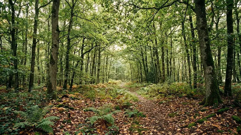 Sous-bois français de fin d'été avec sol couvert de feuilles mortes et fougères basses, éclairage tamisé filtrant à travers le feuillage, ambiance forestière calme sans animal visible