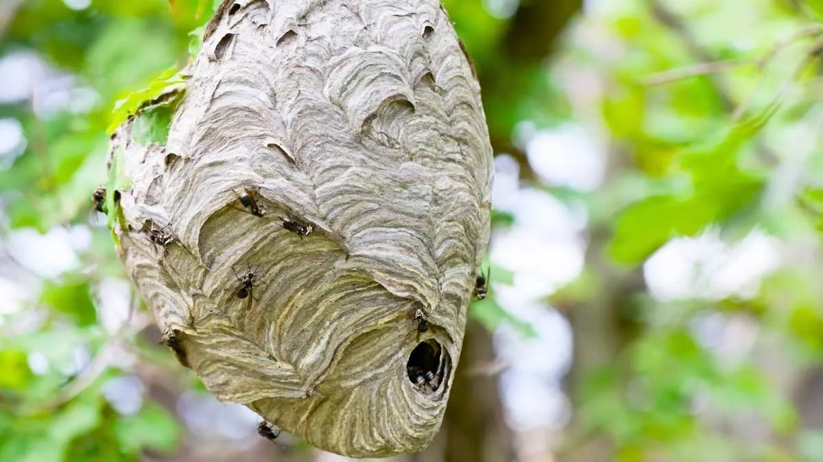 Nid sphérique de frelons asiatiques accroché à la cime d'un arbre feuillu en France métropolitaine sous ciel d'été ensoleillé