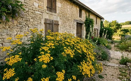 Massif de tanaisie en fleur jaune vif dressé le long d'un mur de pierre claire d'une maison française rurale, ambiance calme de fin d'après-midi ensoleillée sans insecte visible