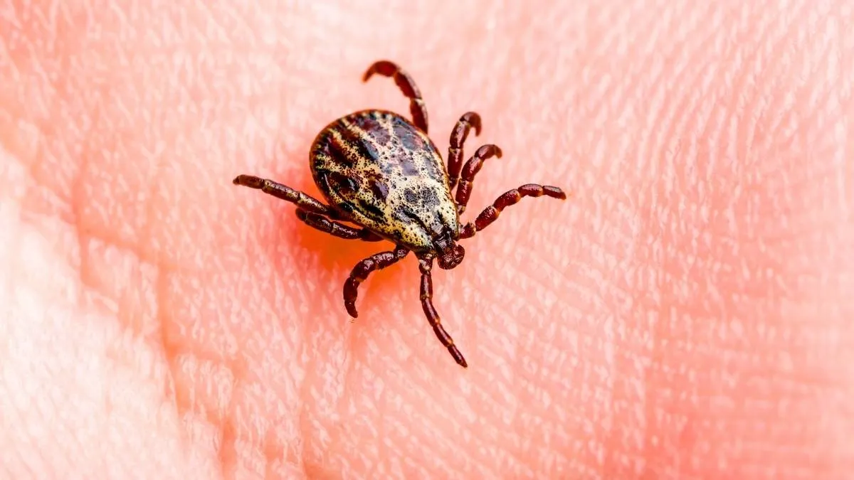 Tique adulte Ixodes ricinus posée sur une feuille de chêne avec une main et un tire-tique en plastique blanc en arrière-plan flou